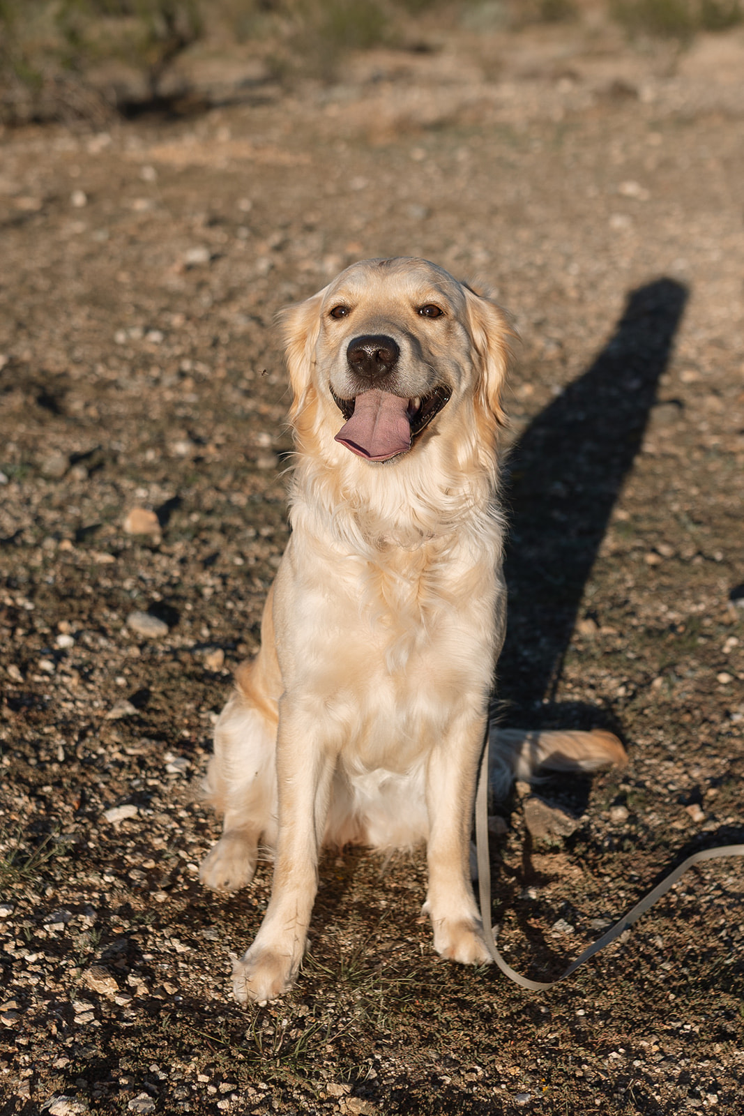 Winnie the Golden Retriever
